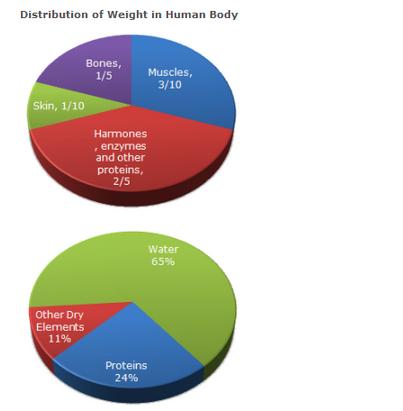 Human Weight Distribution Chart